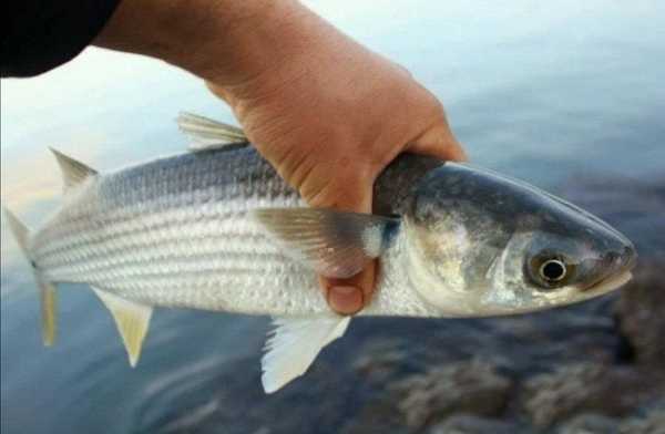 Лобань рыба черноморская фото и описание Лобань рыба черноморская фото и описание