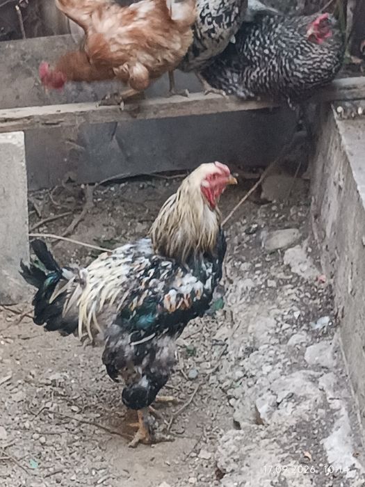 Продам молодого петуха