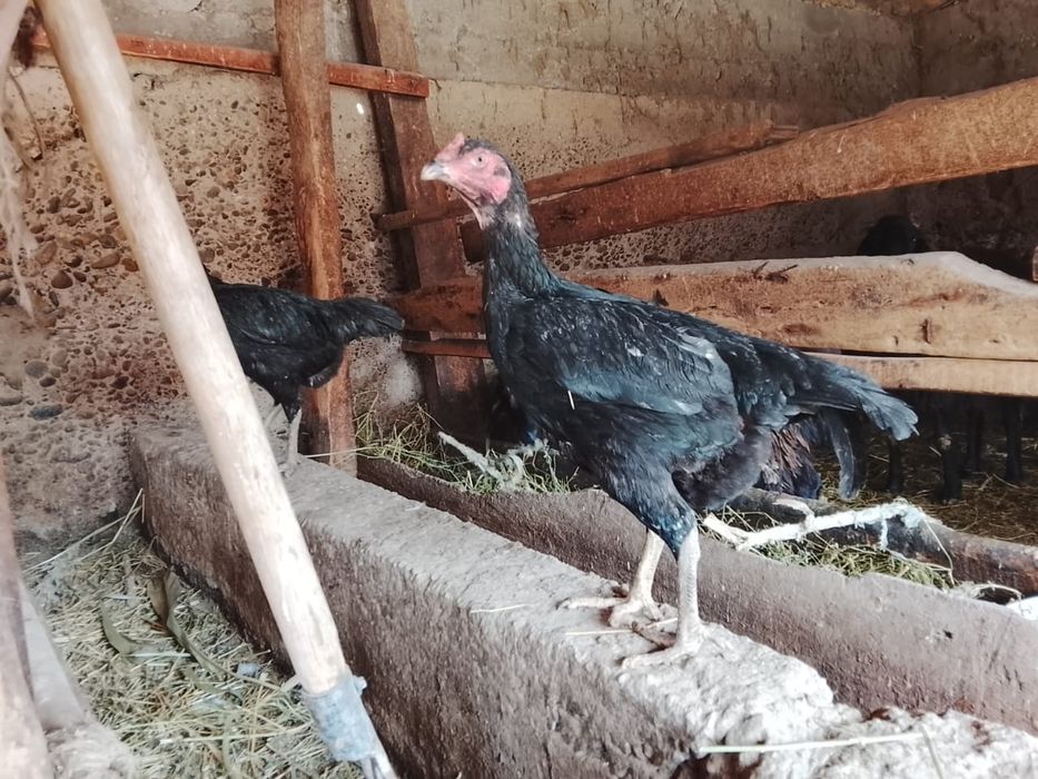 Дакан жумырткасына заказ кабылдаймыз