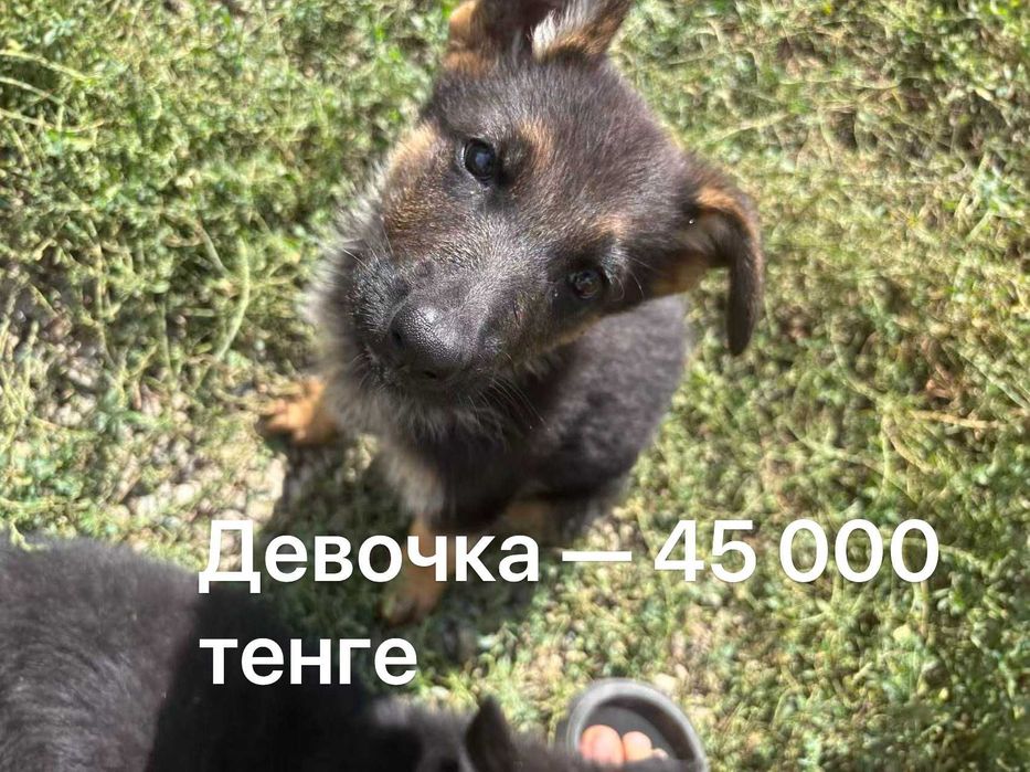 Немецкая овчарка