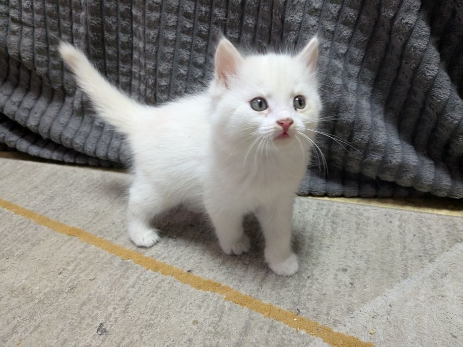 белые котята, 3 кота