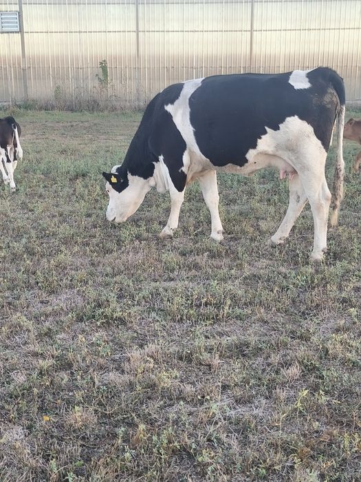 Vând vaca bălțată românească