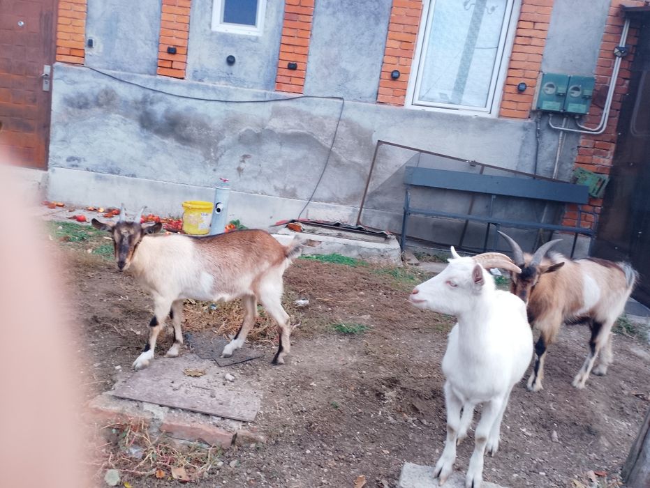 Vând capre rasa carpatină