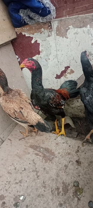 Продам Дакан срочно