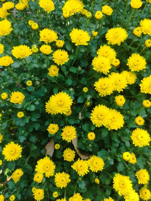 Хризантемы мультифлора