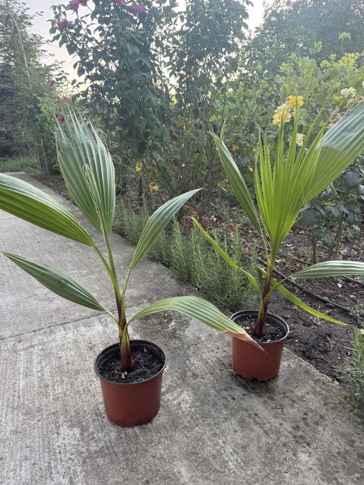 Vand palmieri Washingtonia robusta 30-40cm