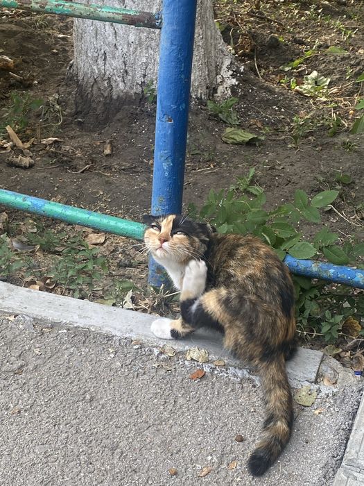 Котик в добрые руки