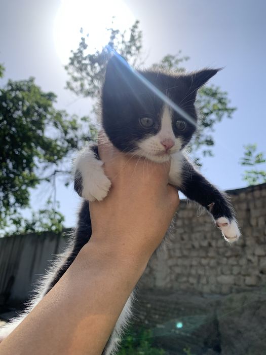 Котенок девочка