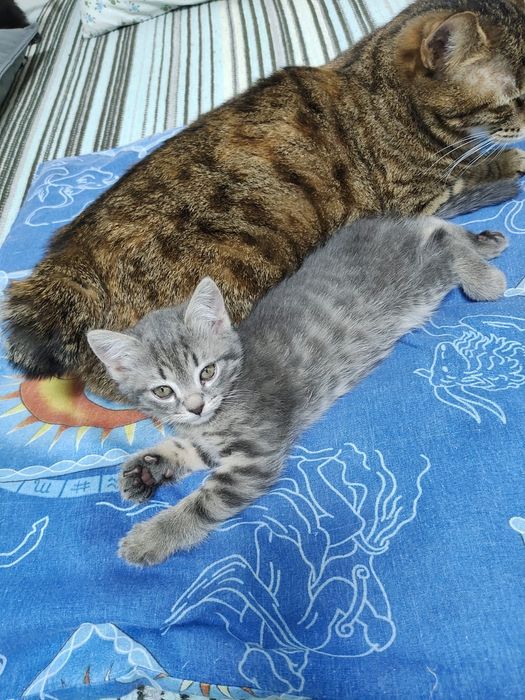 Котята домашние, в добрые руки