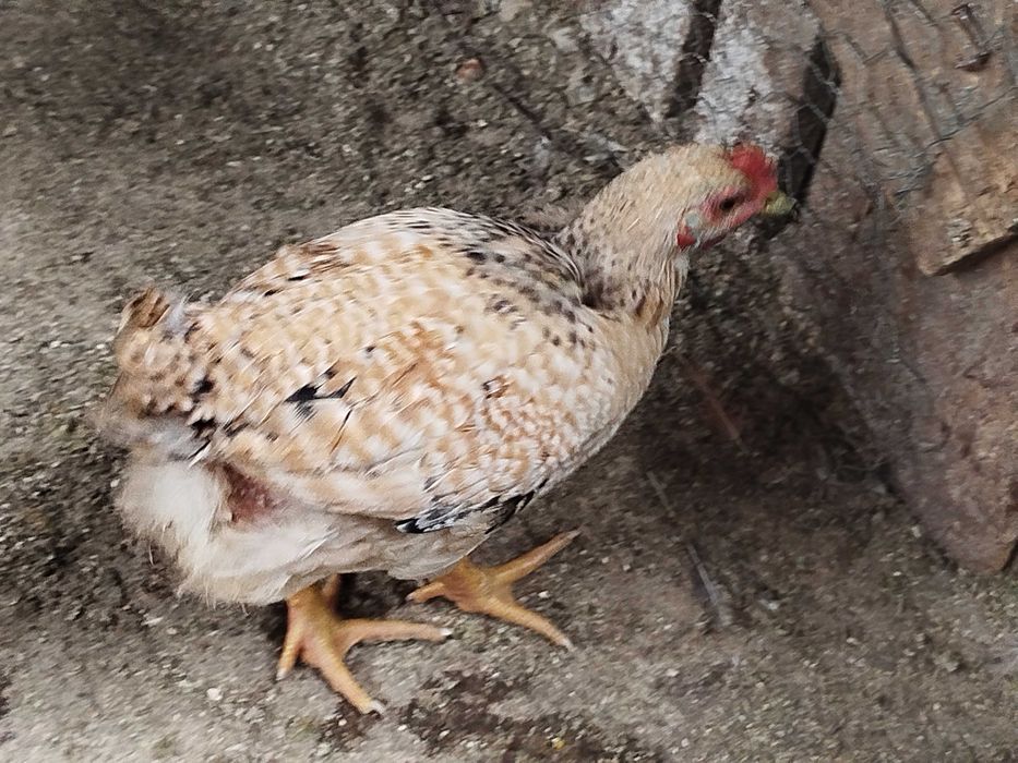 Pui de rasă mixtă de vânzare 20lei buc.