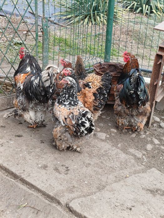 Ouă pentru incubat  de la găini brahma