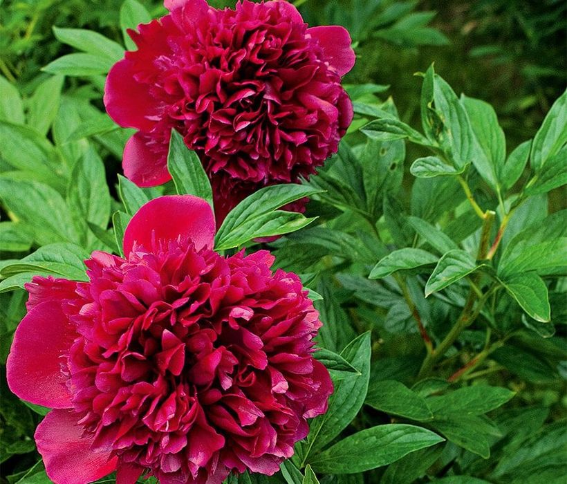 Срочно продам взрослые кусты пионов