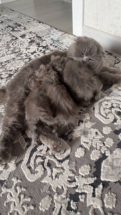 продаются породистые котята