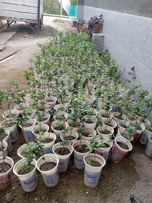 Лигуструм в кофичка