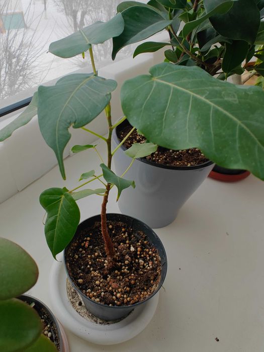 Фикус священный Эдем