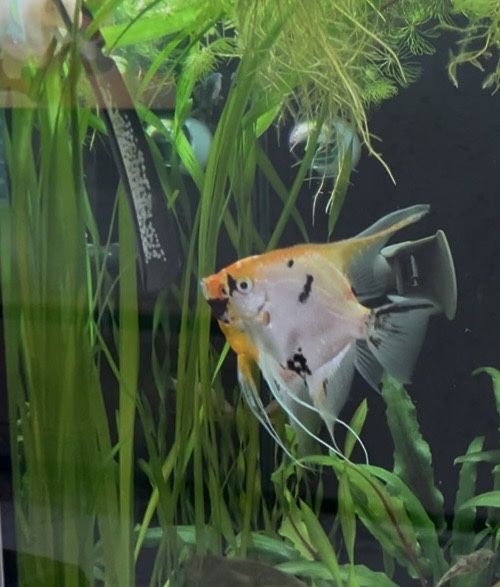 Продам молодых  скалярий