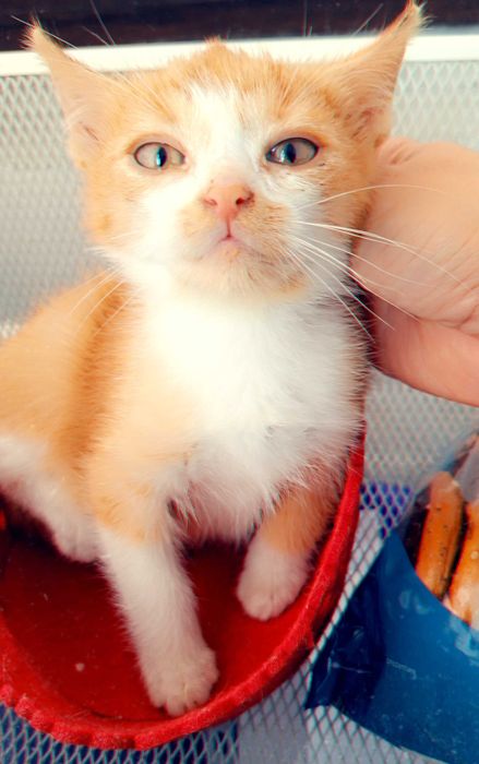 Adoptie pui de pisica roscat Dumitrel