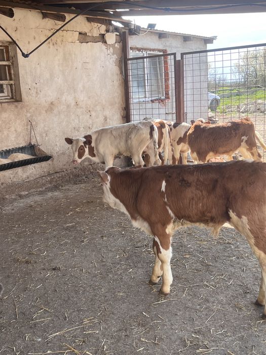 Vand vitei belga, baltata romaneasca