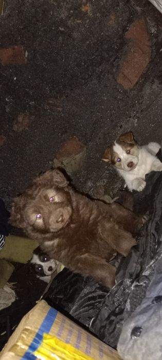 Красавцы дети ищут дом