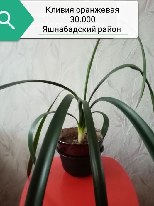 Продаю разные комнатные растения.