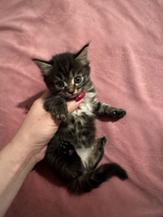 Тебе нужен сладкий котенок?