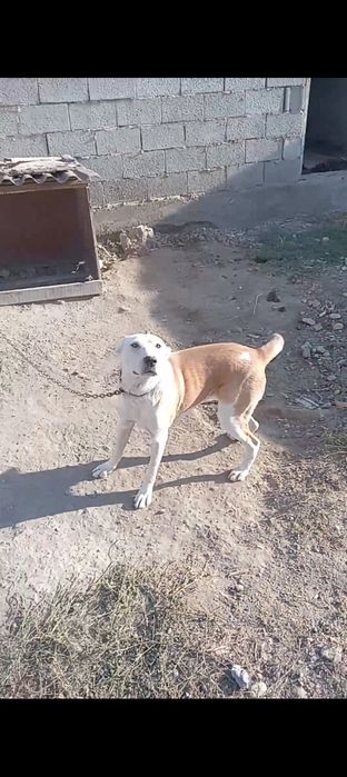 Продаются две собаки