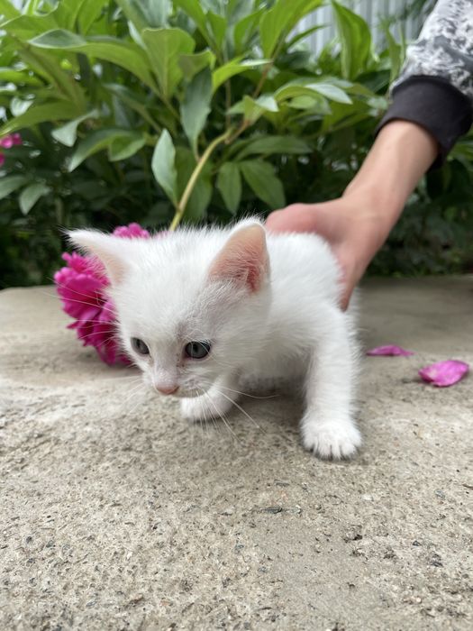 Отдам котенка в добрые руки