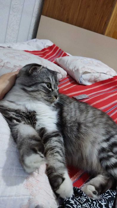 Отдам кота в добрые руки