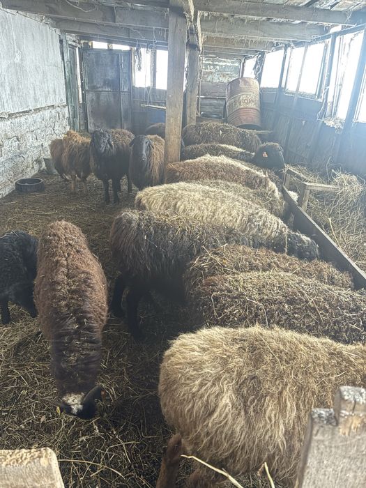 Продам овце маток