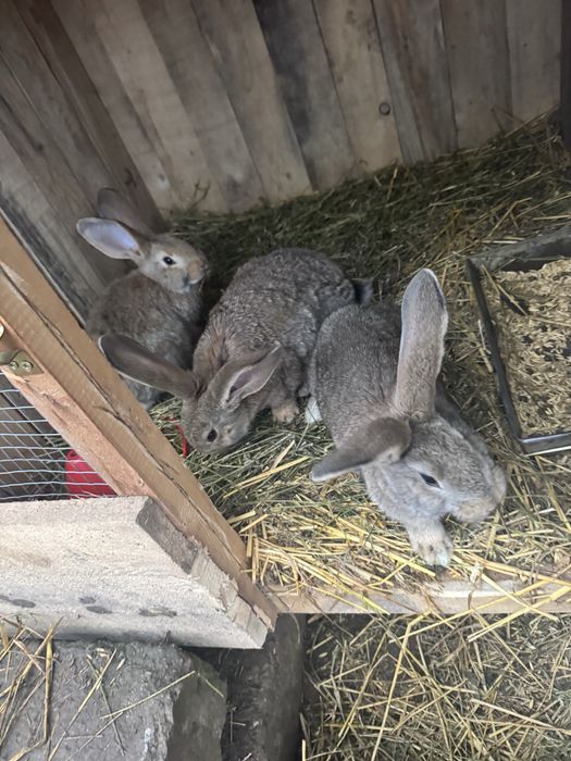 Iepurasi urias german 3 luni 2,700 kg