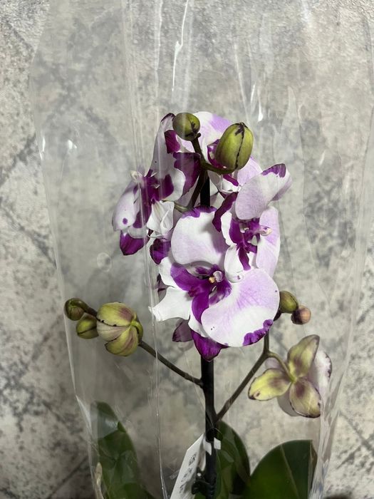 Орхидея фаленопсис сортовые