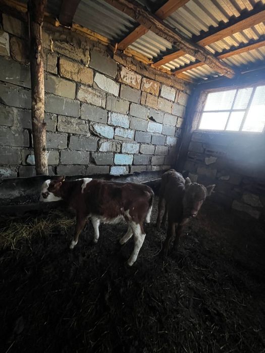 Продам телят 2месяца и три недели