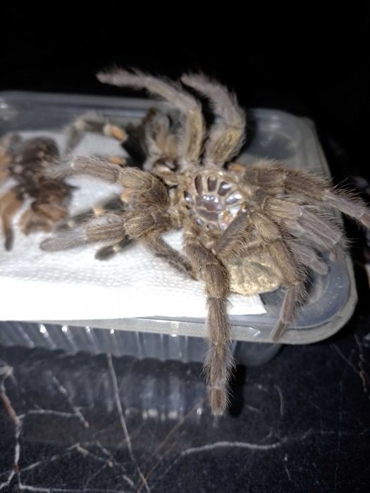 ШКУРКИ пауков-птицеедов