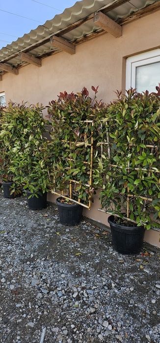 Palmieri - Photinia- eunomius- Leylandi