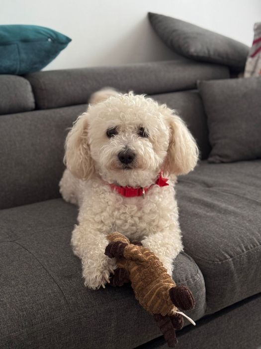 "Donez" 6 cățelusi(5 femele+1 mascul) din rasa Bichon Frise.