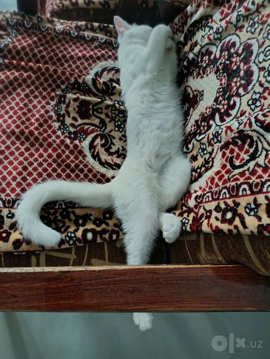 Котёнок ищет любящую семью