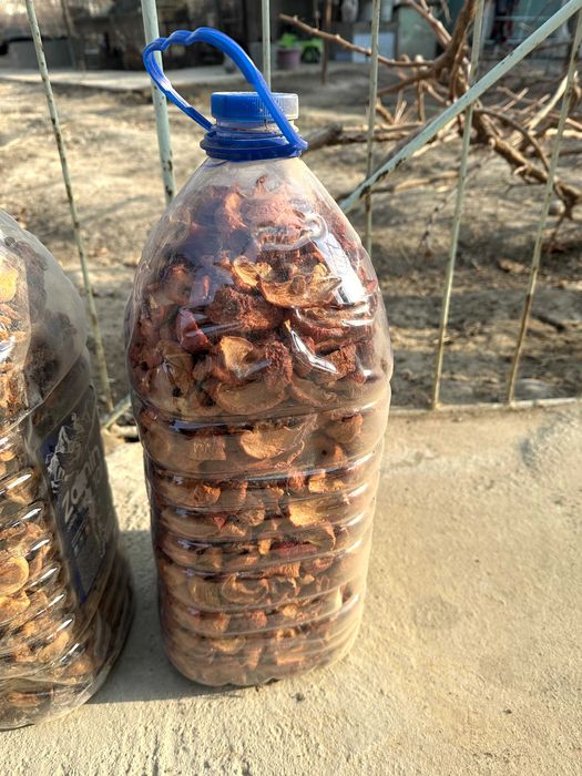 O'rik va olma qoqqisi