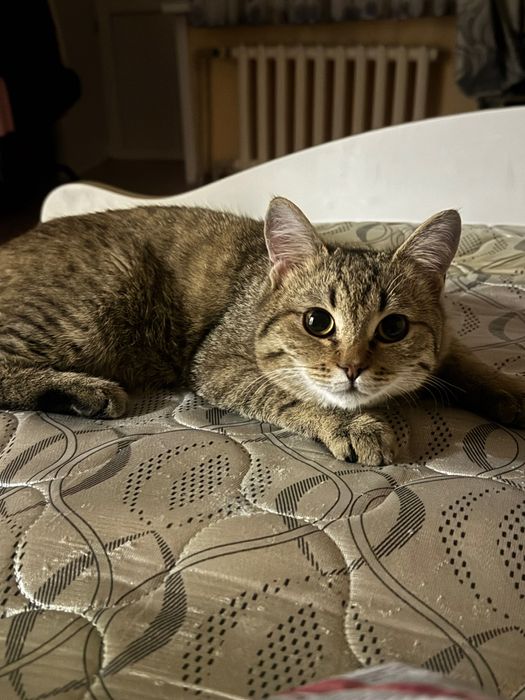 Кошки милый котенок