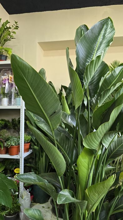 Стрелиция. Стрелиция 180-200 см.