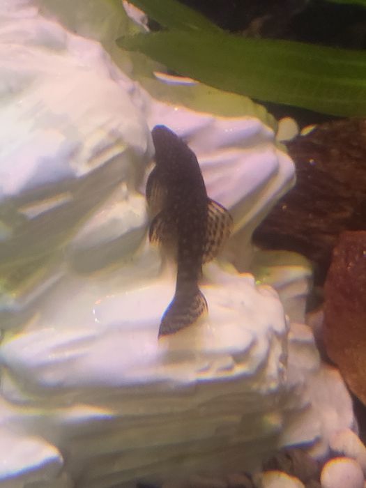 Продам сомиков анциструсов