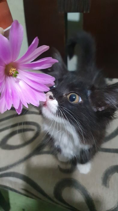 Отдам котёнка, 1.5 мес