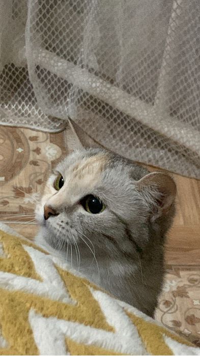 Отдам кошку в добрые руки