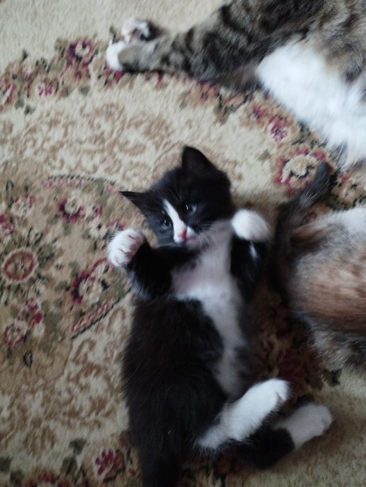 Отдаём котят в добрые руки