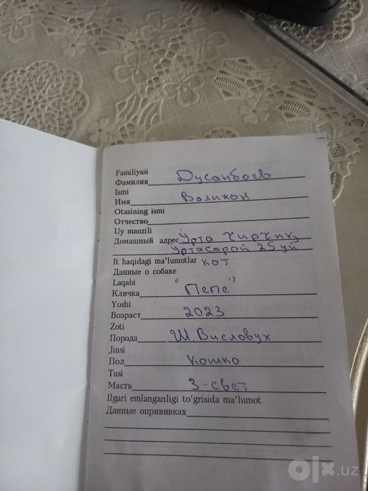 Scotish fold  2 ta bolasi qowb berlad.narxini kelishamiz