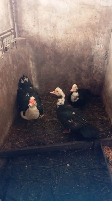 Vând rațe mute  foarte grase