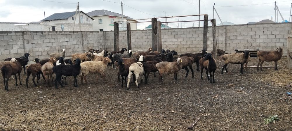 Продам баран оптом