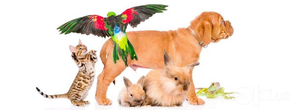 Veterinar. Ветеринарная клиника. Вет клиника.