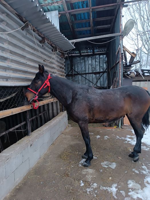 Осы таза қанды бие сатылады