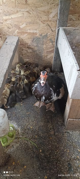 Oua gâște crețe, colos, Toulouse si  oua rate mute hibride se oua toat