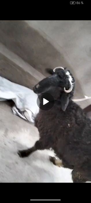 продам Баран -110 000